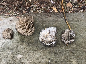 East Nashville - Wasp Nest Removal