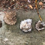 Wasp Nest Removal